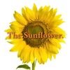 _thesunflower_